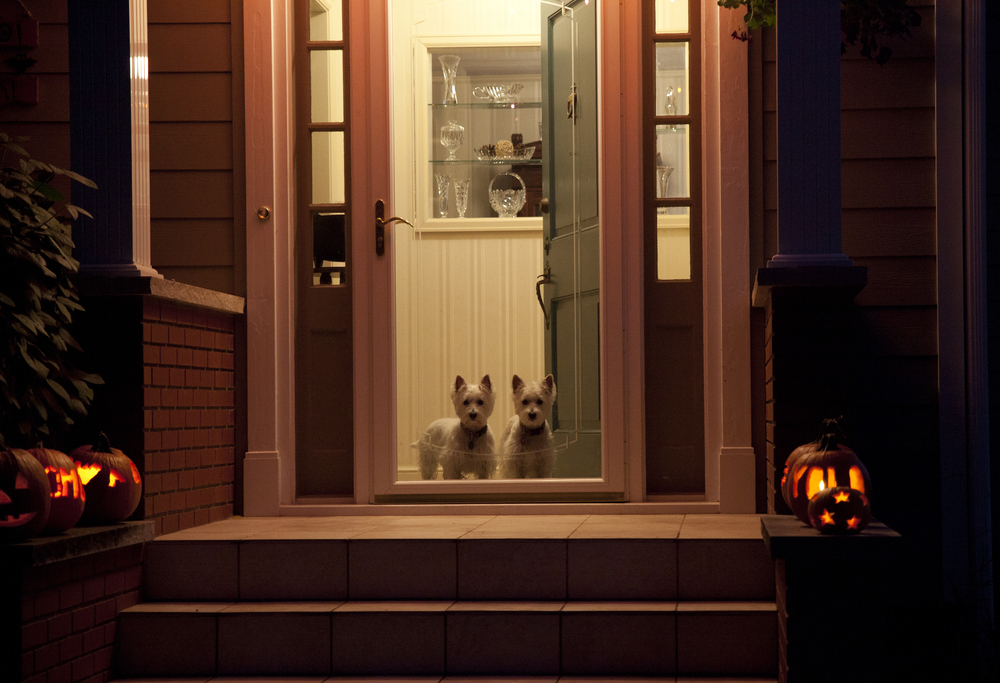 Two dogs at door on Halloween