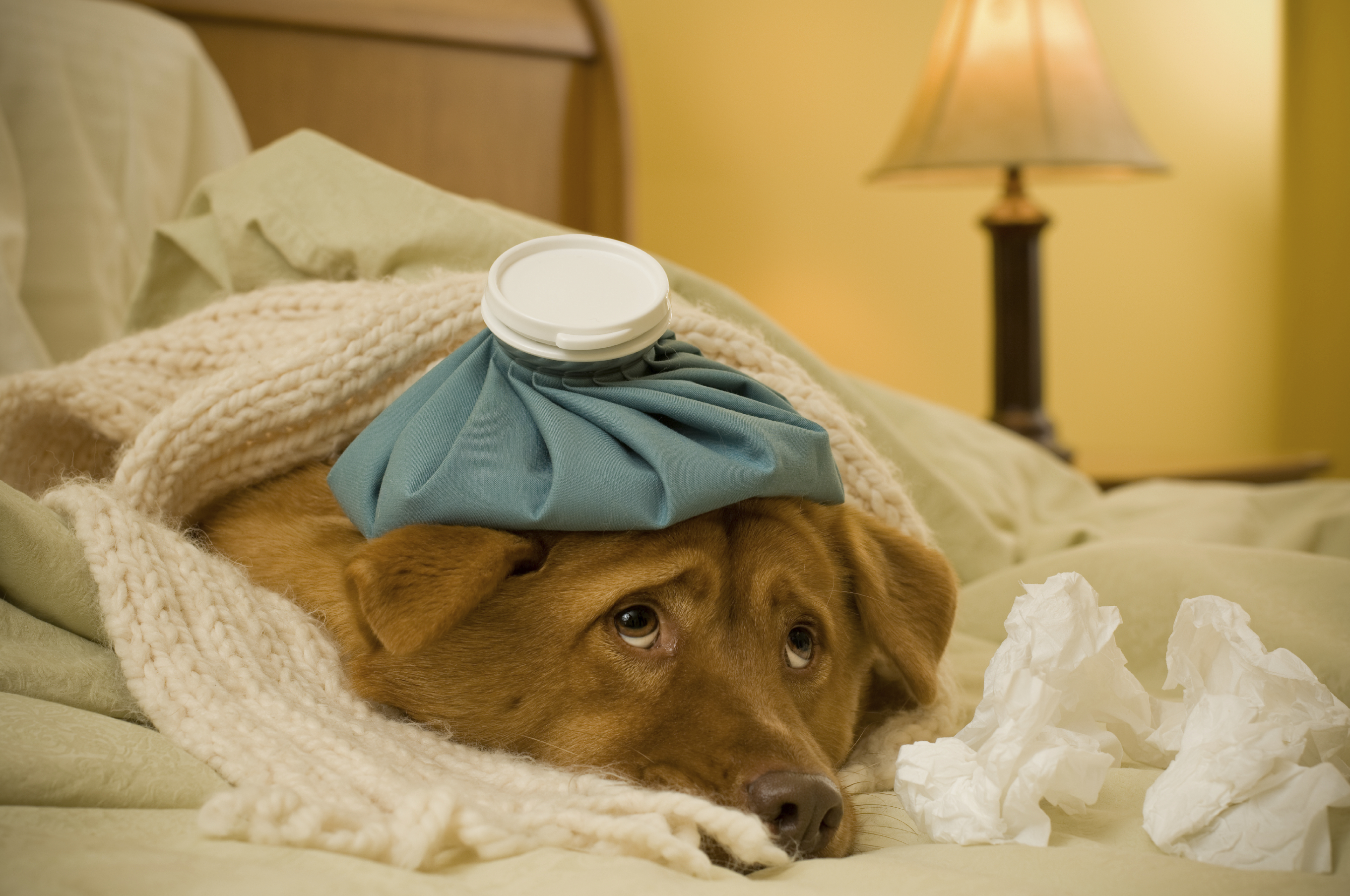 A Dog Owner’s Guide to Canine Influenza (the Dog Flu) Oakland Vet