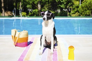 Funny dog on summer vacation at swimming pool