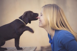 sweet brown labrador puppy licking the nose of a blond teenager girl