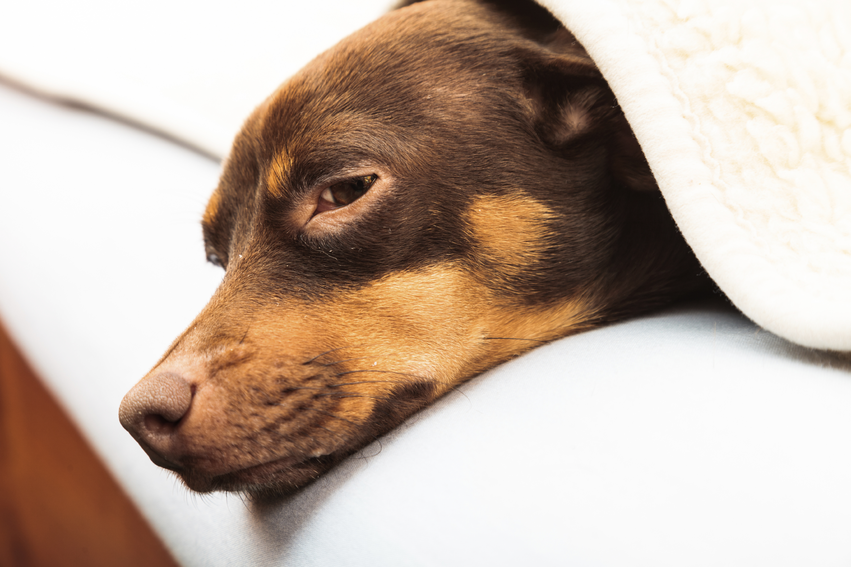 What Happens If A Dogs Uti Goes Untreated