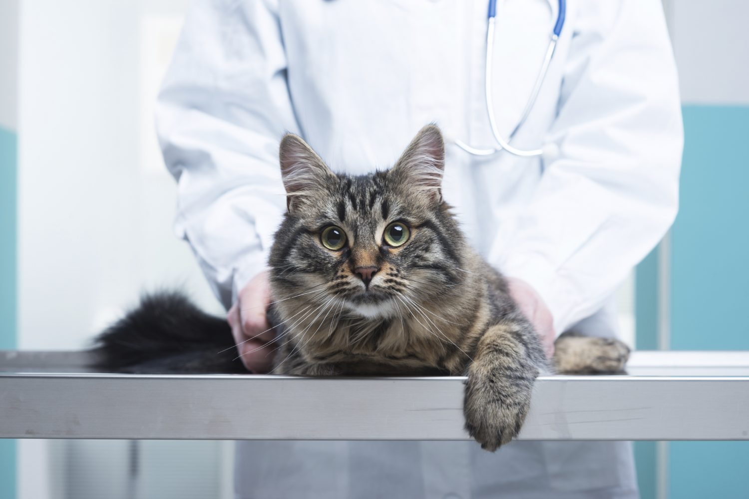 can dogs catch leukemia from cats
