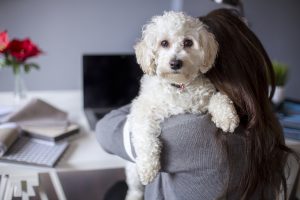 Woman working on computer with dog