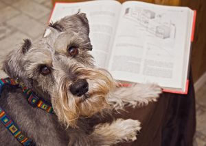 Miniature schnauzer dog studying