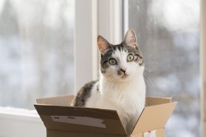 cat in the postal box