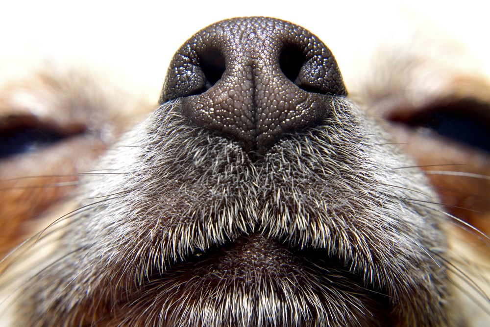 The Dog Nose All The Power Of A Dog s Nose Oakland Veterinary 