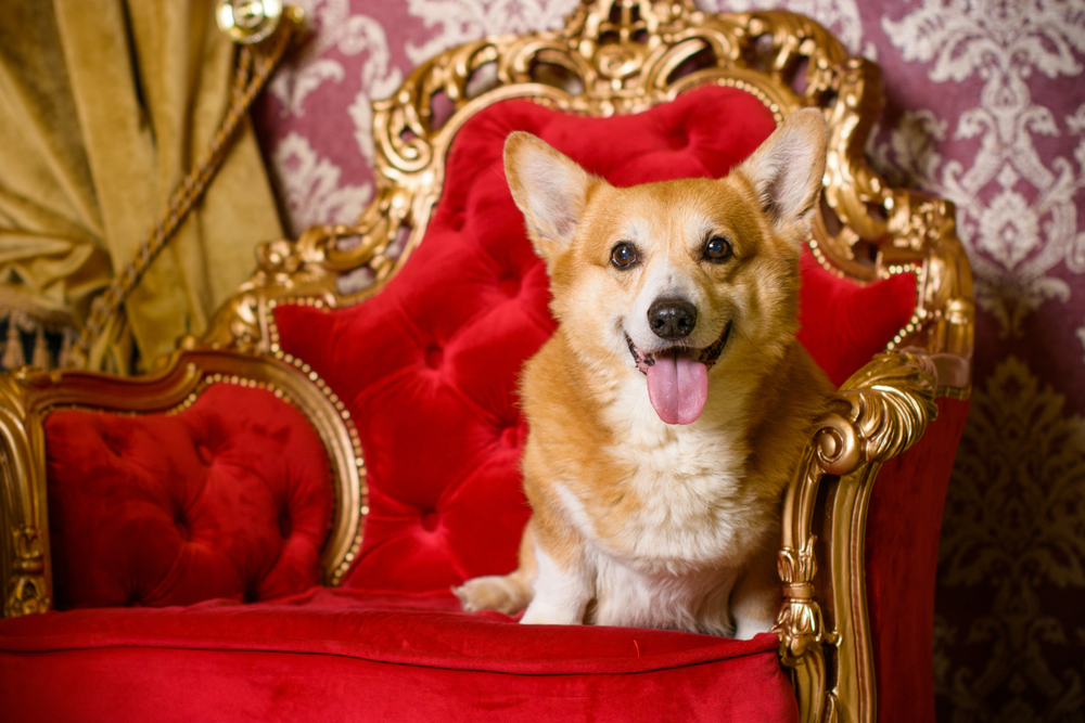 what happened to the queens corgis