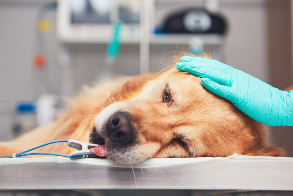 how much is exploratory surgery on a dog