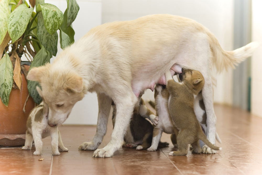 How soon can a dog breed afterhaving pups
