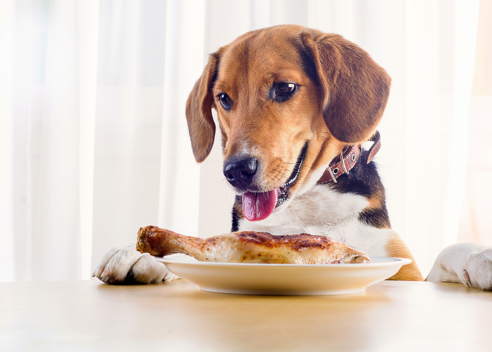 what do i feed my dog with pancreatitis