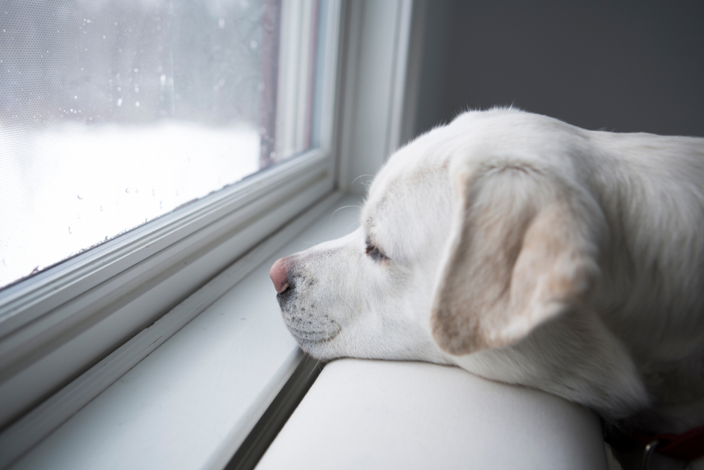 A white dog with chin resting stares out of a window to a winter scene white with snow.