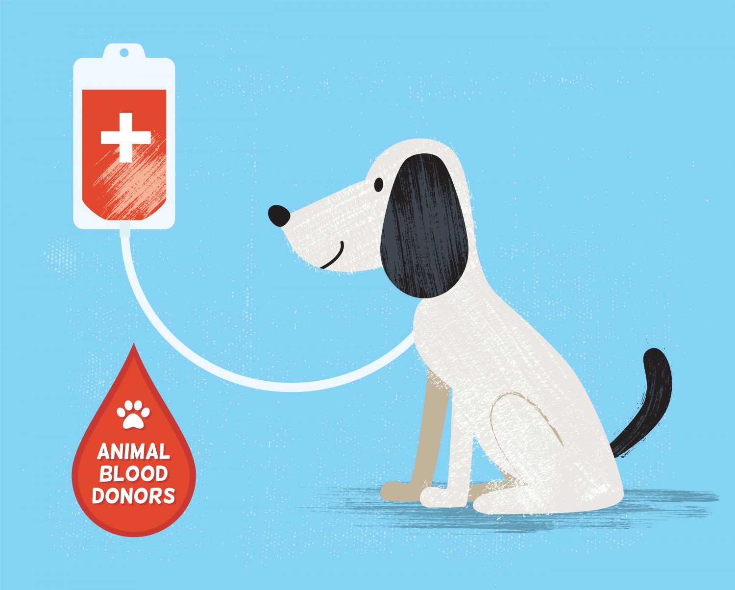 do blood transfusions work for dogs