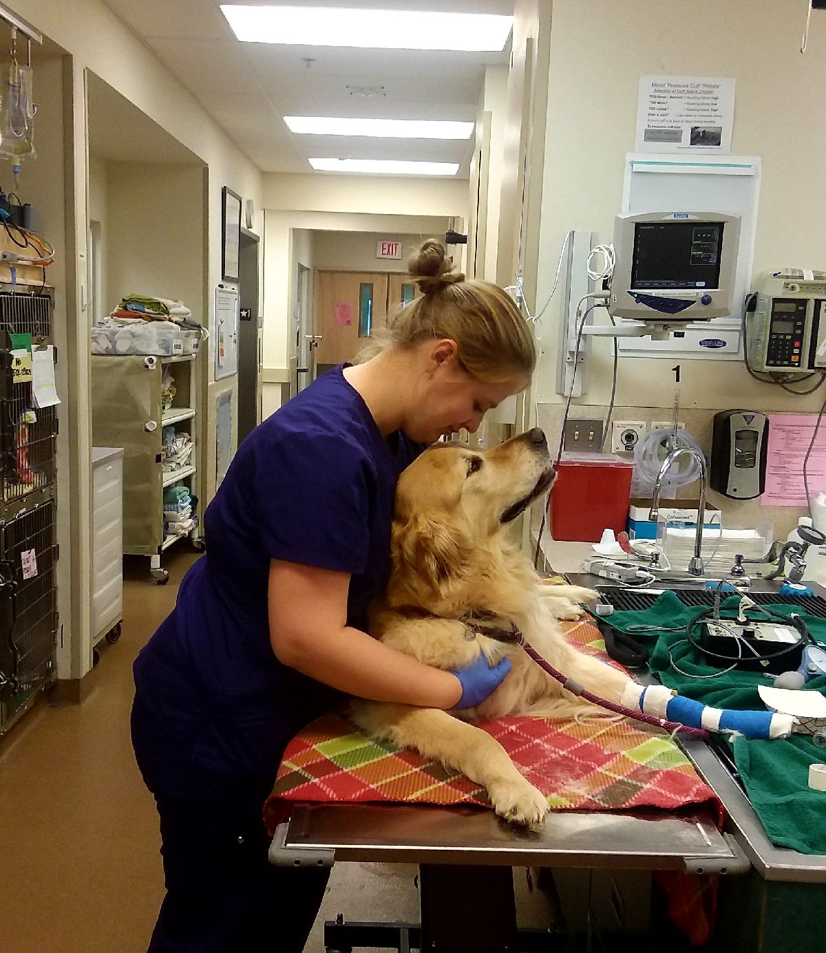 Veterinary Emergency and Critical Care 
