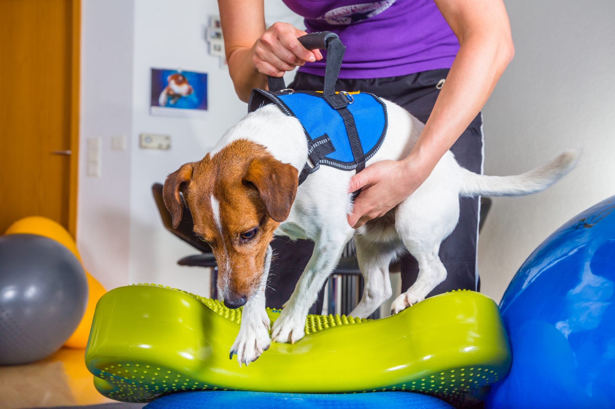 What is veterinary physical rehabilitation? HELPING YOUR DOG FETCH