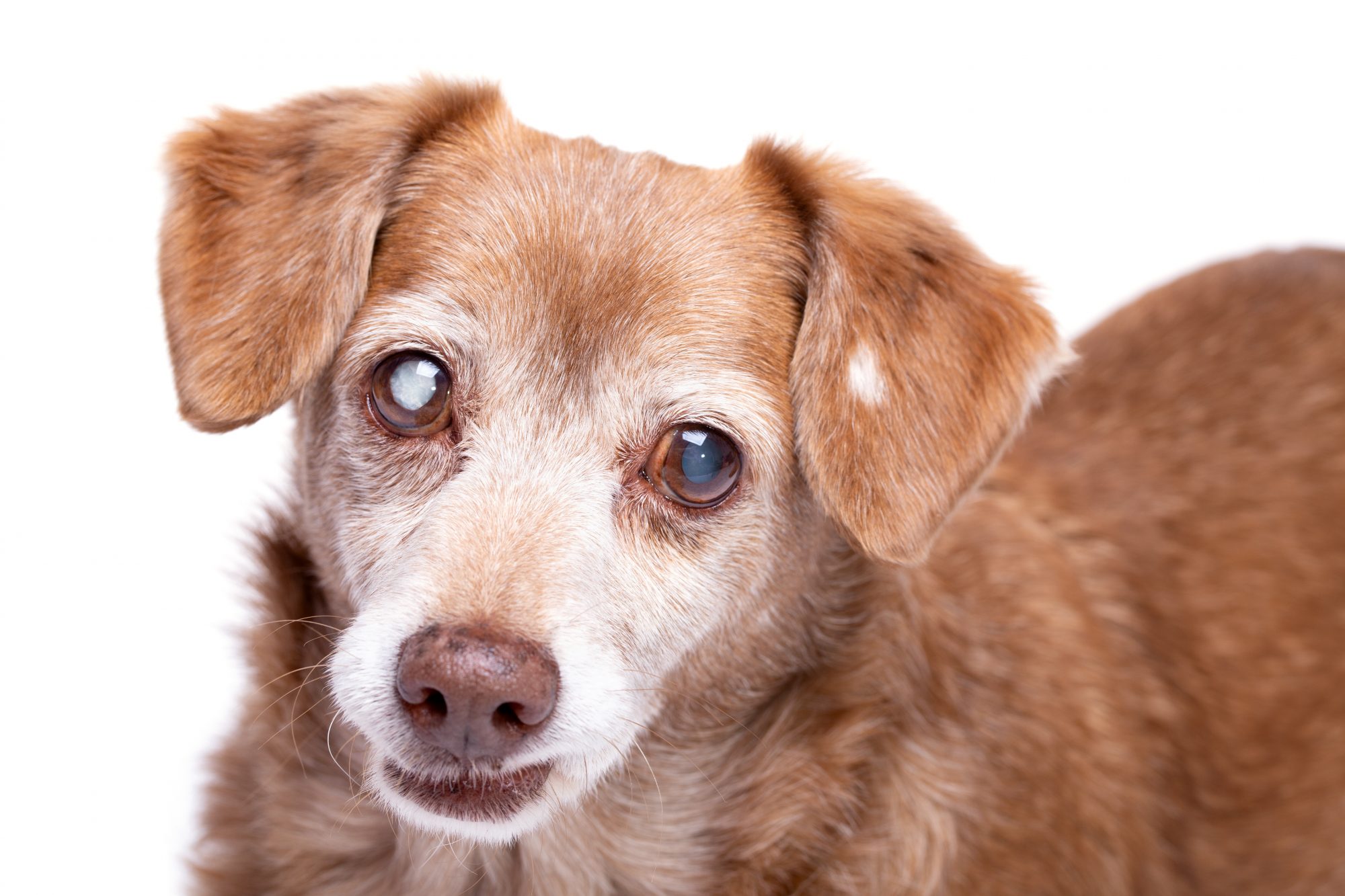 can glaucoma in dogs be cured