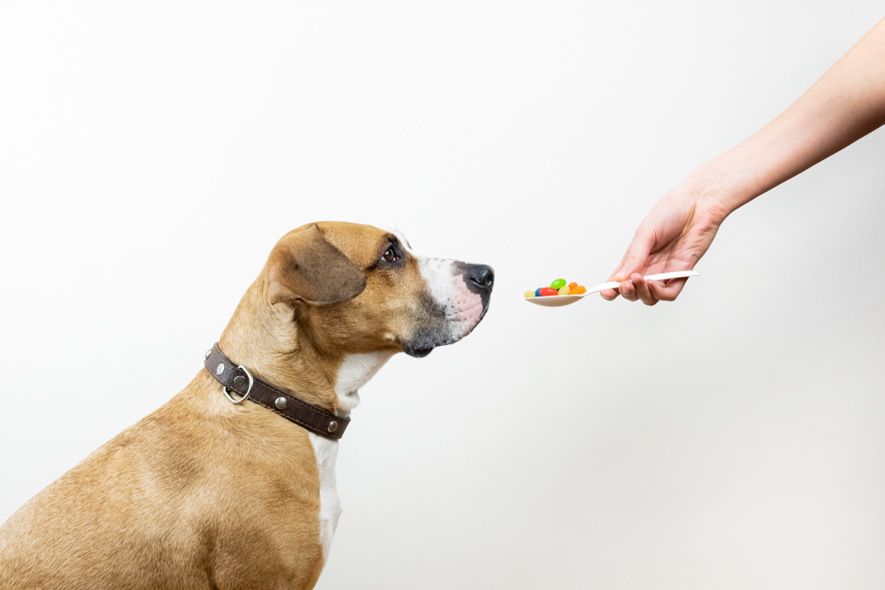 pill shooter for dogs