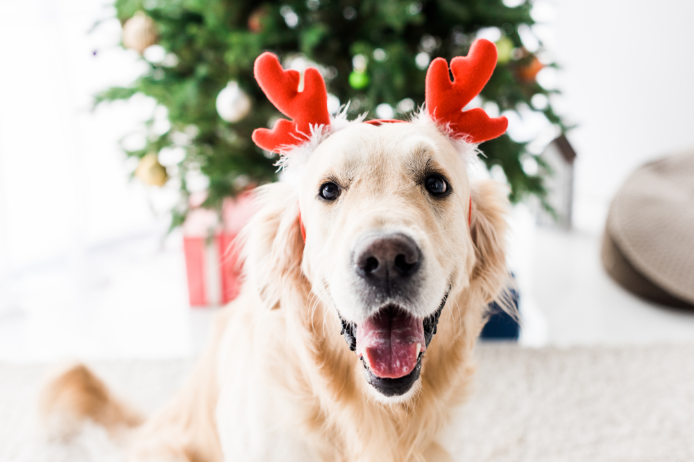 A holiday centric photo of a yellow colored dog wearing novelty reindeer antlers and panting.