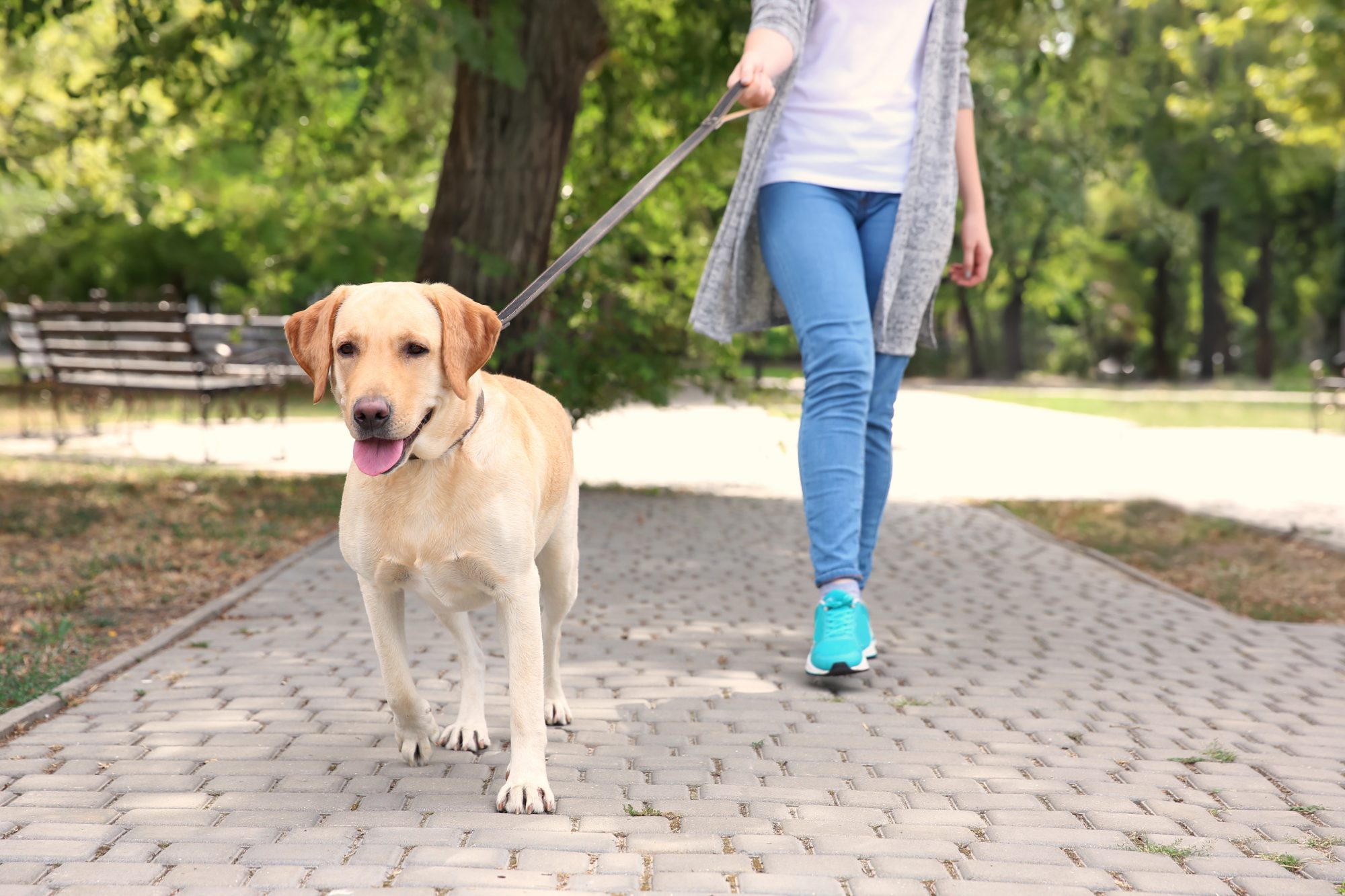 How Long Should A Dog Walk Be