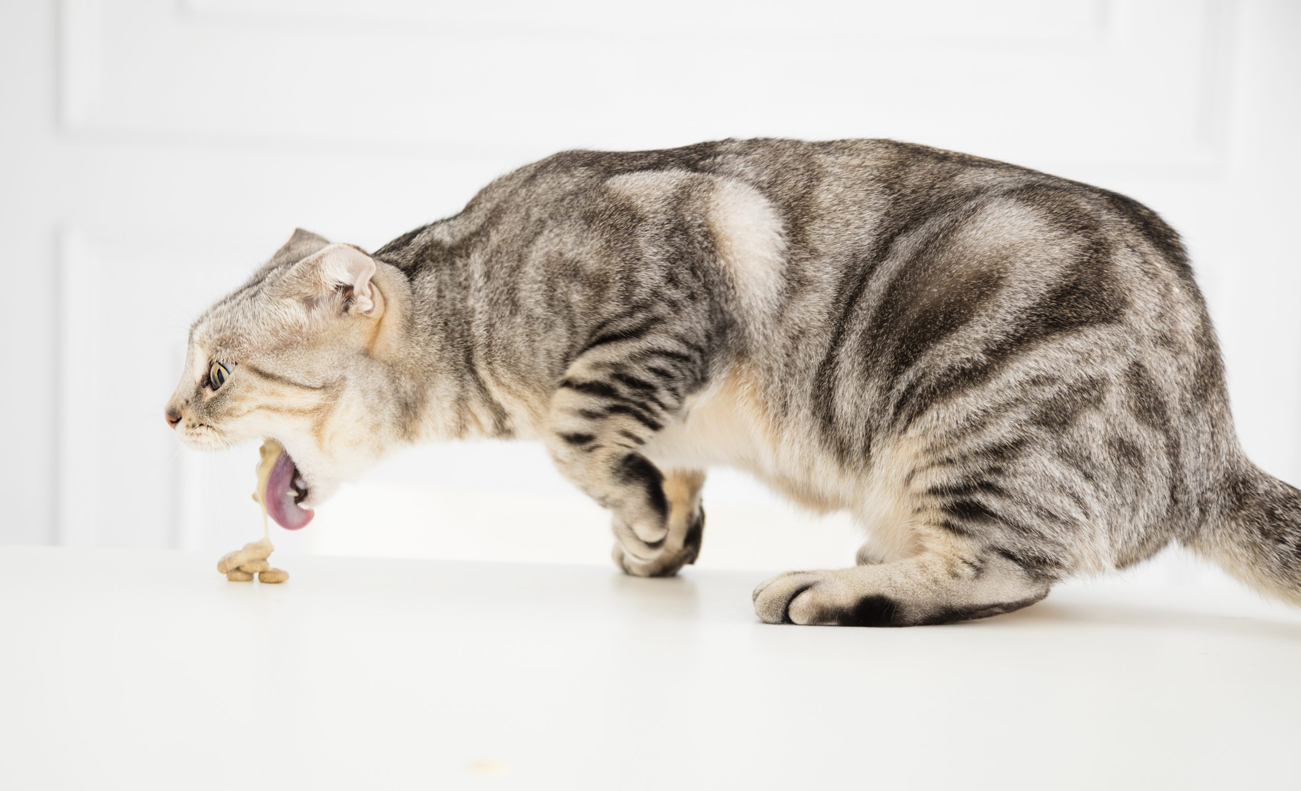 Sick Cat Vomiting The Food Oakland Veterinary Referral Services 