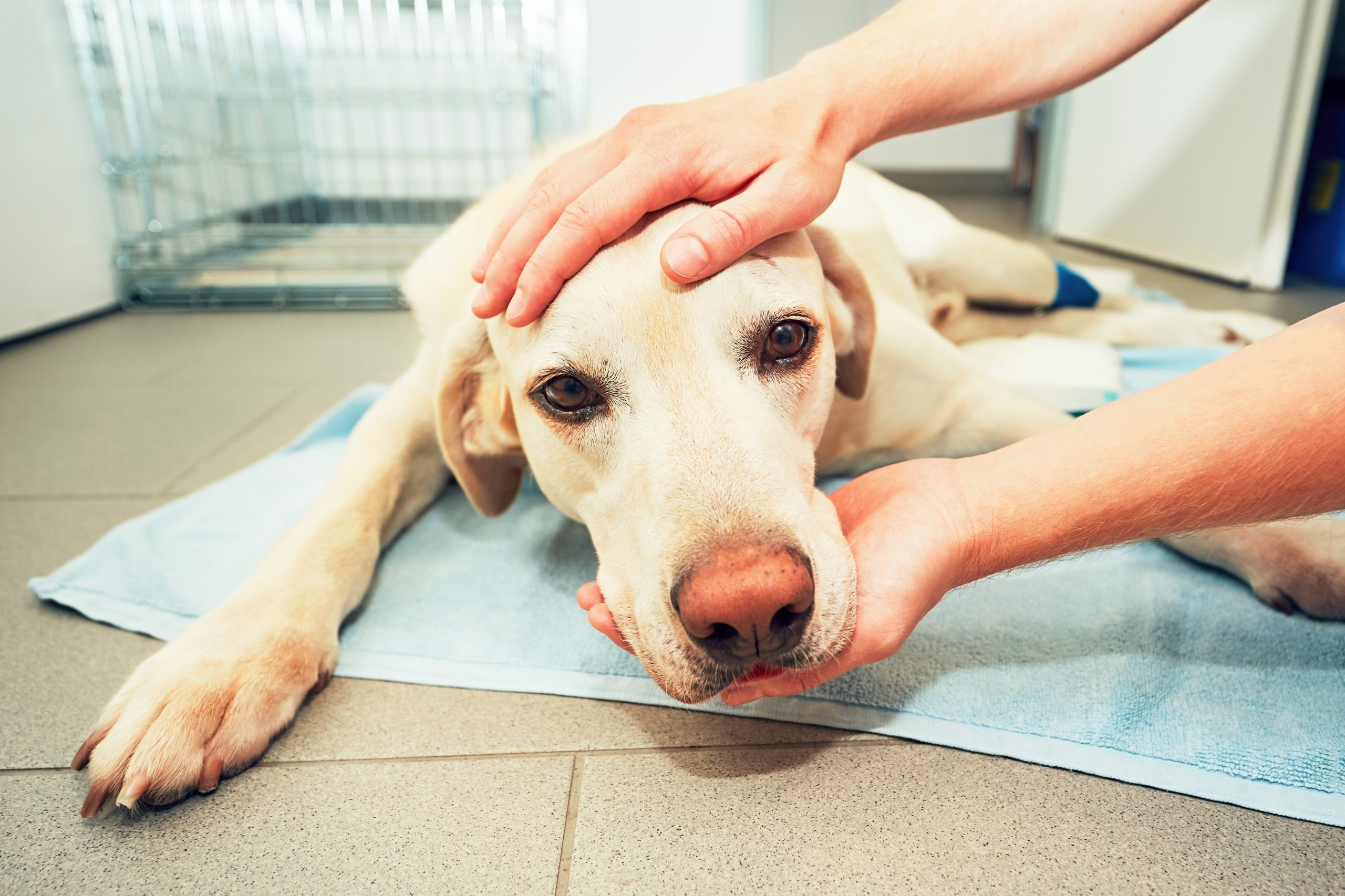 Seizures In Dogs What Causes Them And How We Treat Them Oakland Veterinary Referral Services