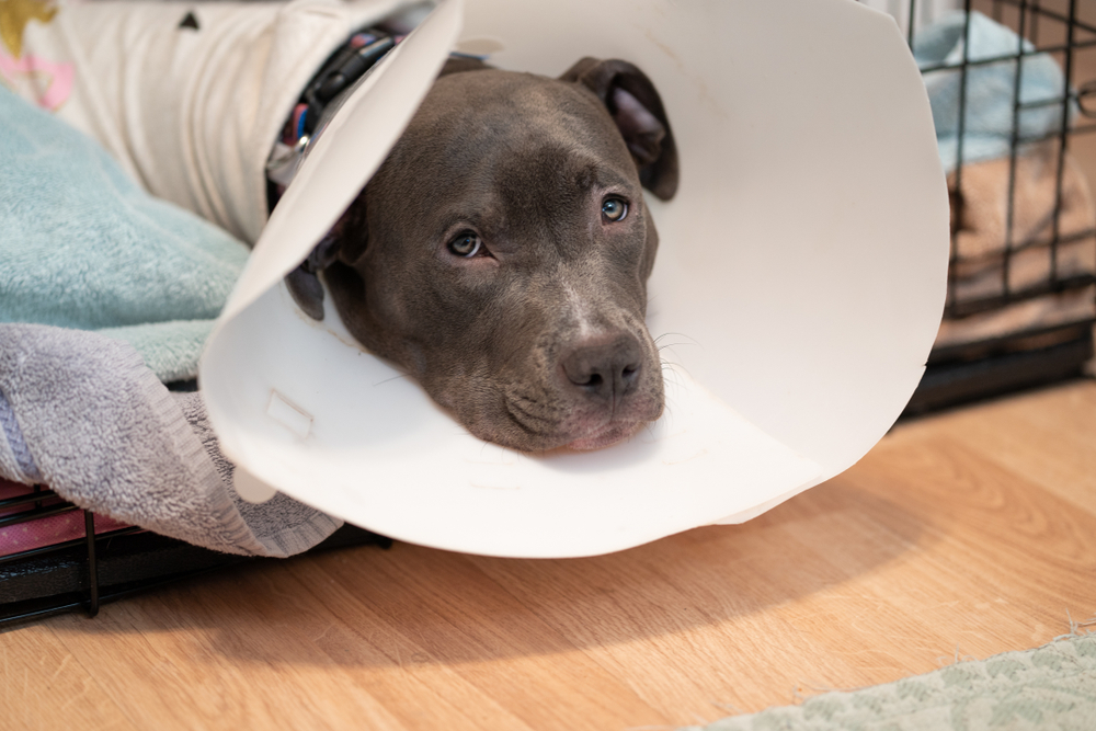 How Long Does It Take A Dog To Recover From Surgery Oakland 