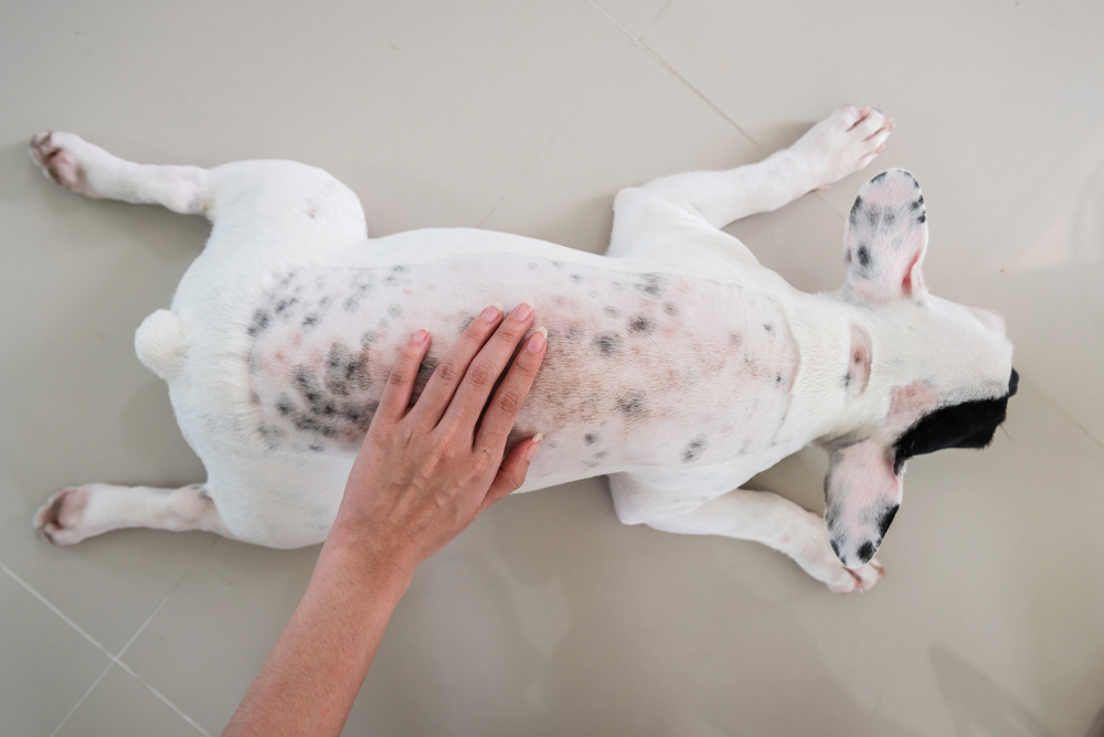 what causes small bumps on dogs back