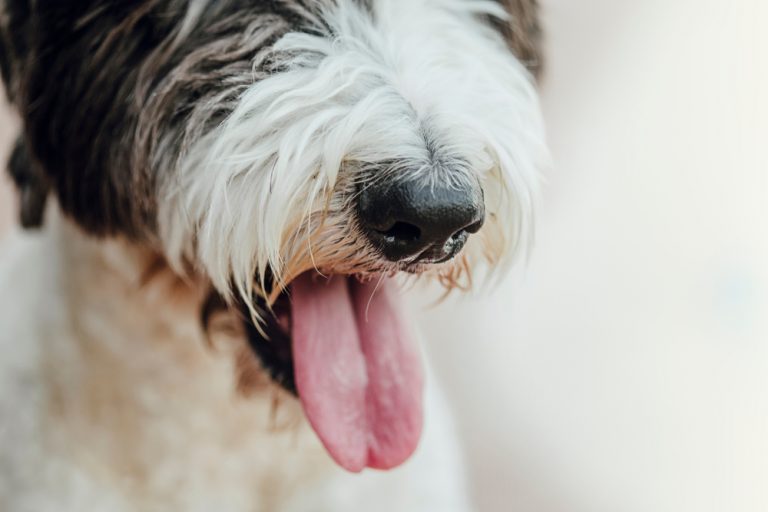 understanding-laryngeal-paralysis-in-dogs-oakland-veterinary-referral