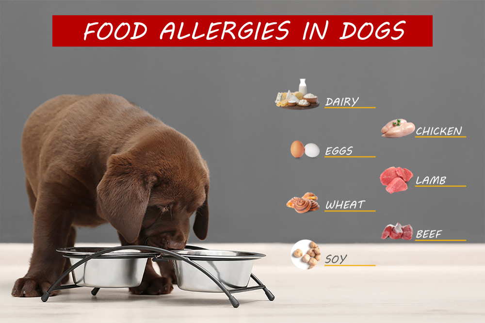 can dog food allergies cause hair loss