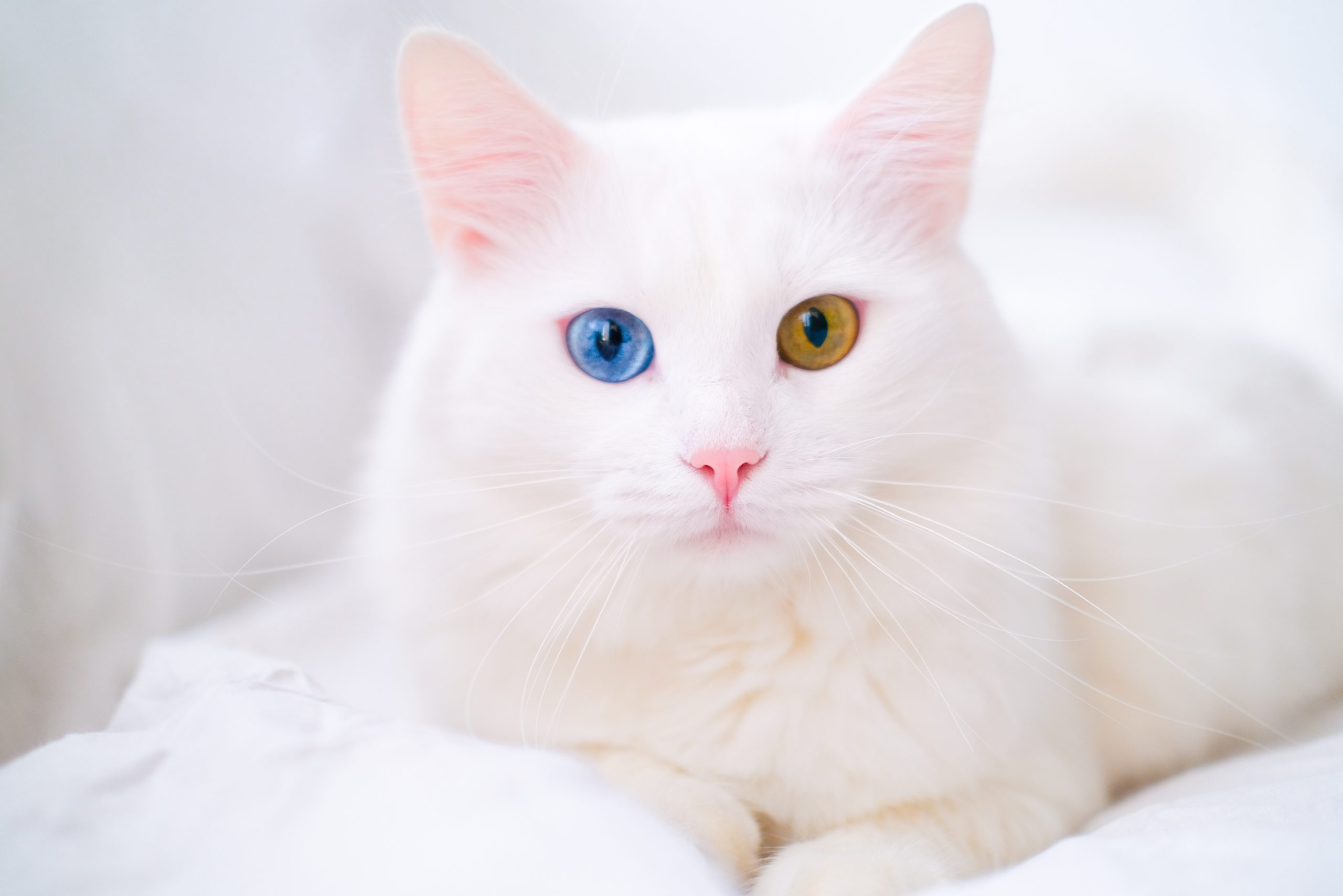 white kitten with blue and green eyes