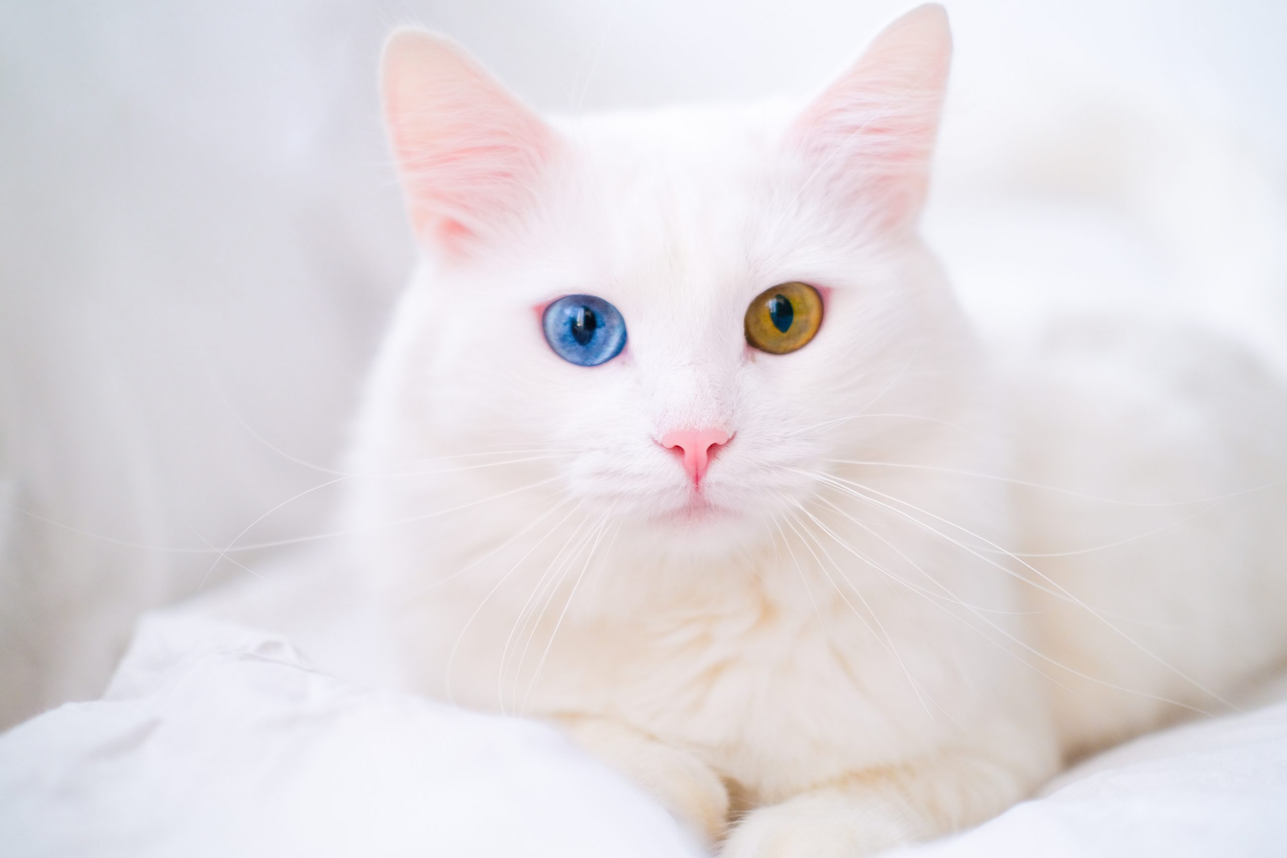 White Cat With Different Color Eyes Turkish Angora Van Kitten With 