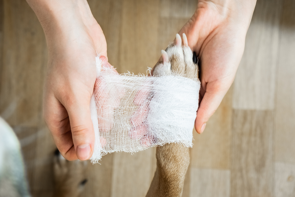 what causes open wounds on dogs