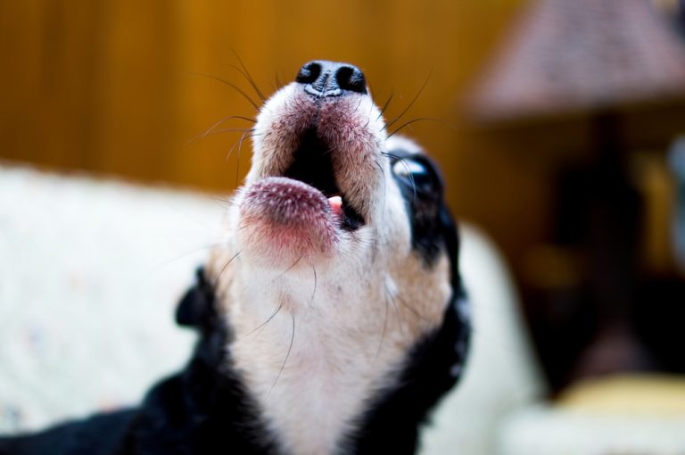 Canine Chorus: Why Do Dogs Howl? | Oakland Veterinary Referral Services