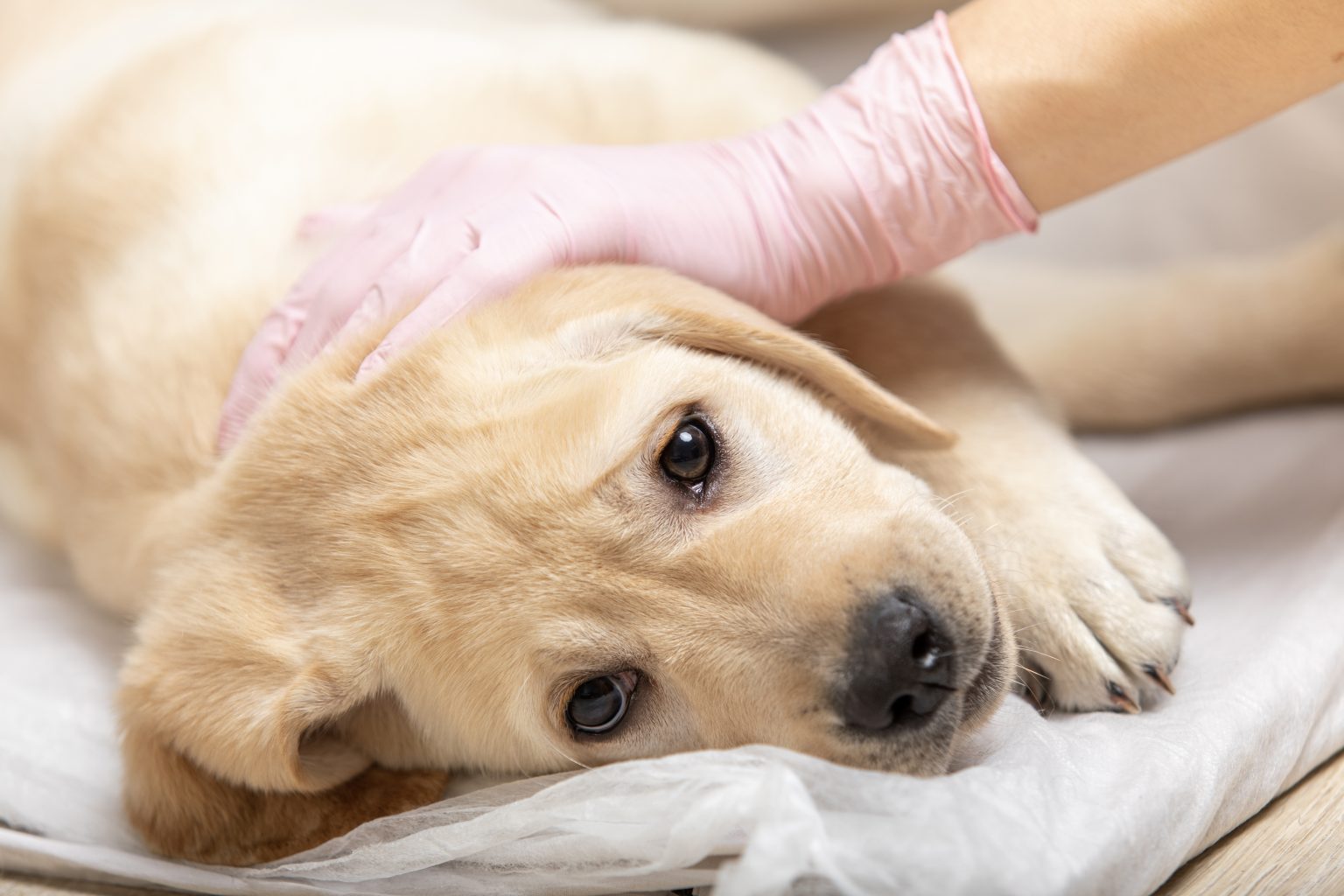 How To Treat Sarcoma In Dogs