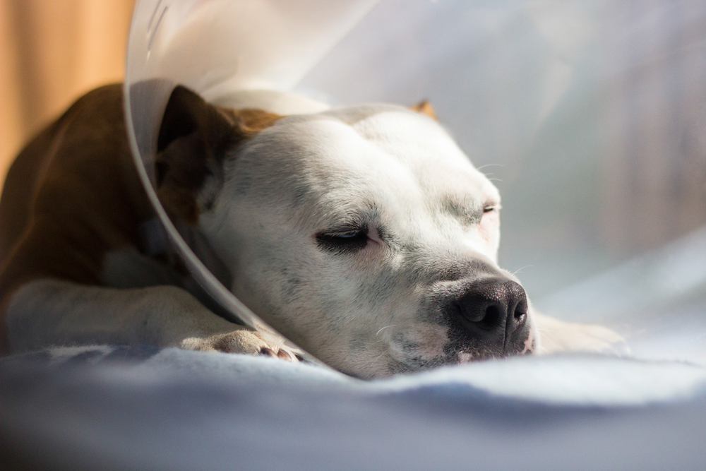 how do you clean a neutered dog incision