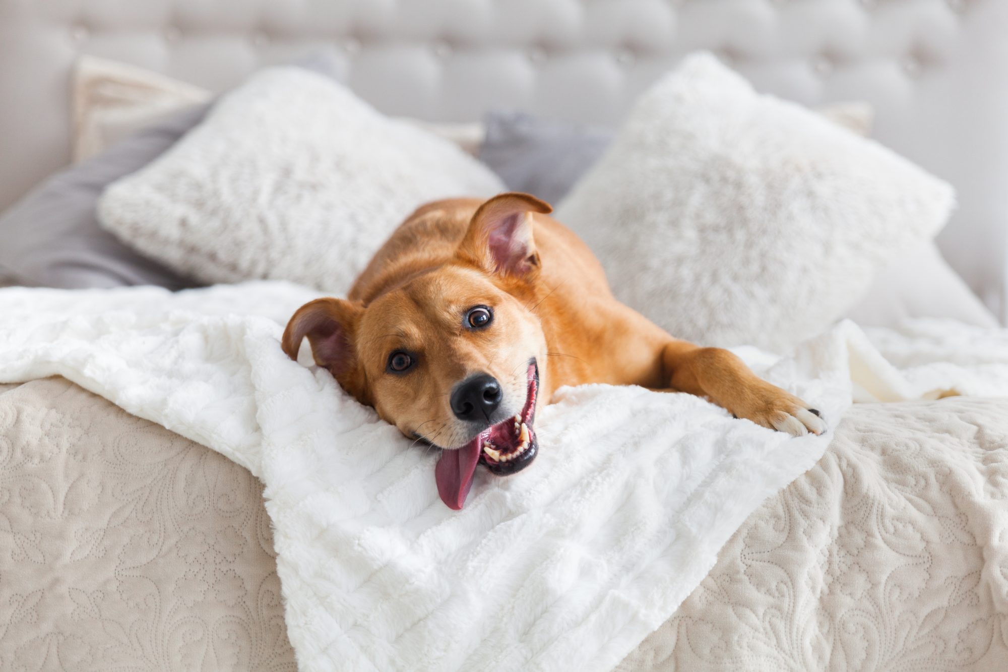 Recognizing Yeast Infection In Dogs Oakland Veterinary Referral Services