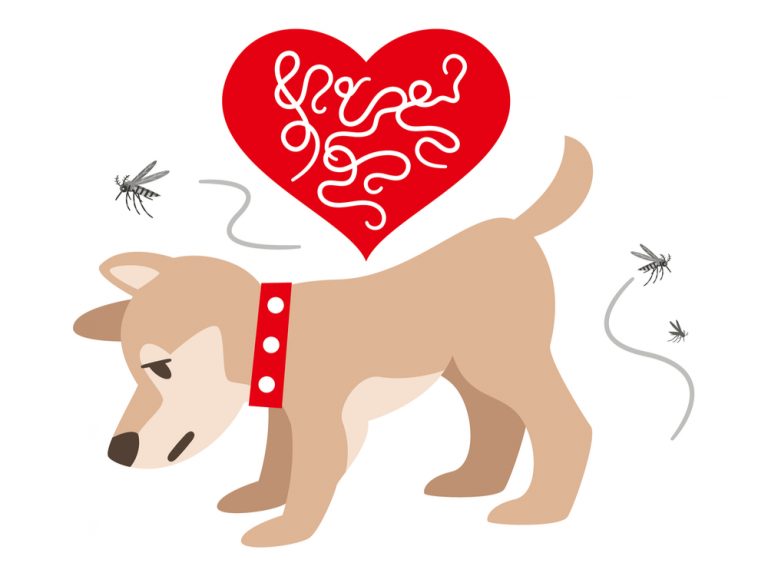 When Your Dog Has Heartworm Disease | Oakland Veterinary Referral Services