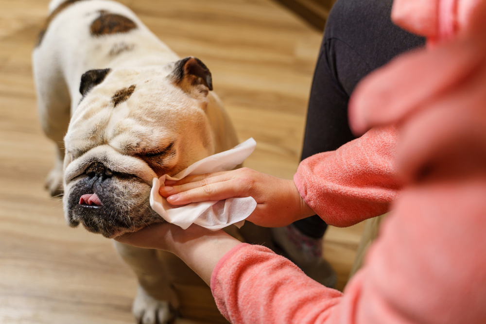 Keeping Fido Clean with Dog Cleaning Wipes