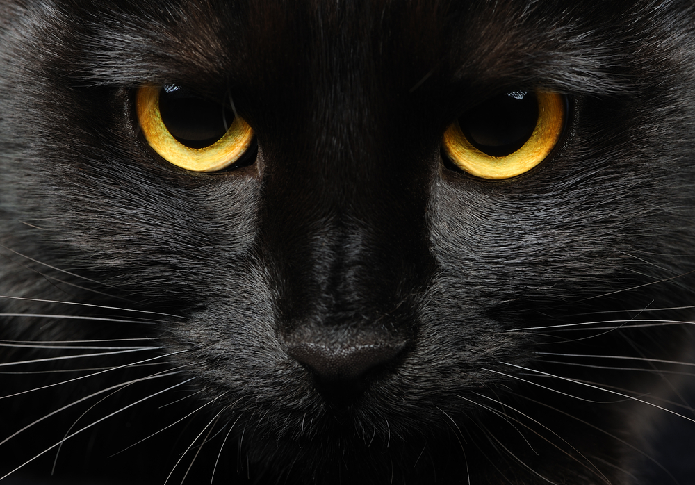 Black Scaredy Cat – Traditions