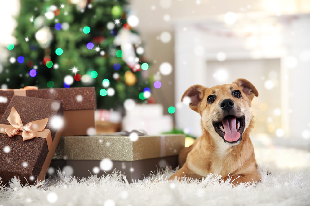Christmas Gifts for Pet Owners