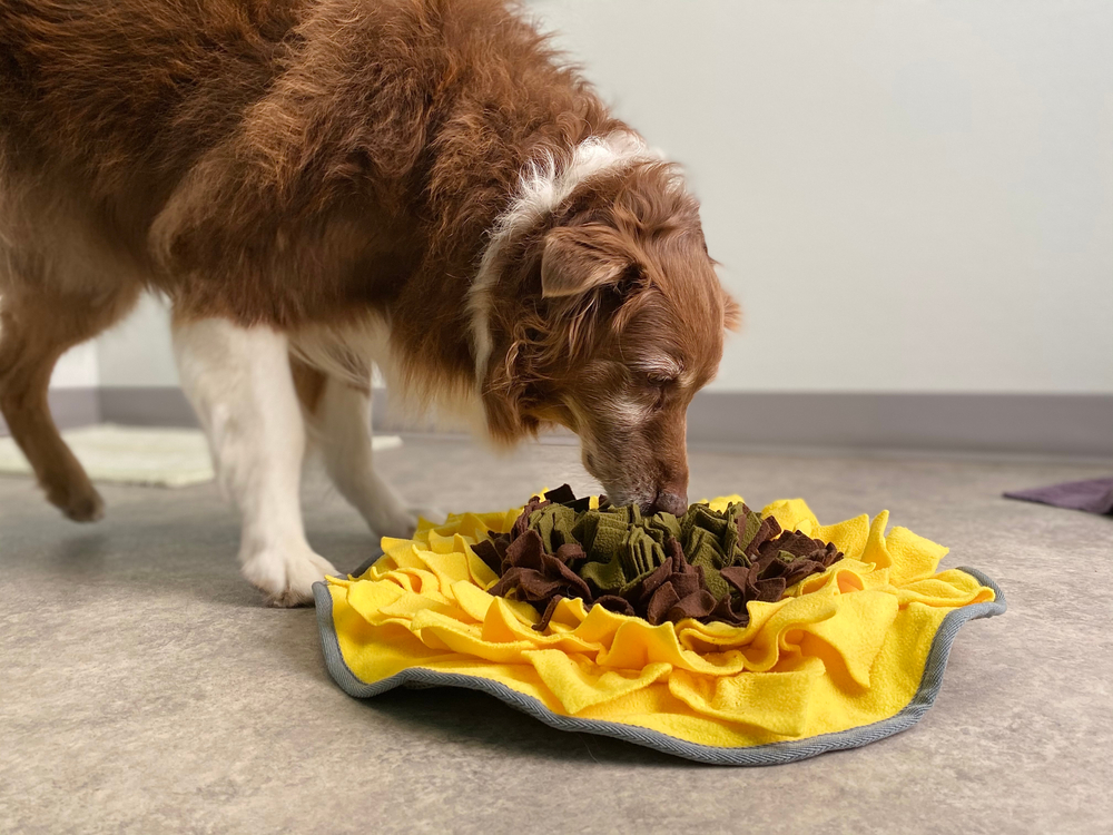 Snuffle Mat For Dogs: The 5 Best Options That Will Actually Keep
