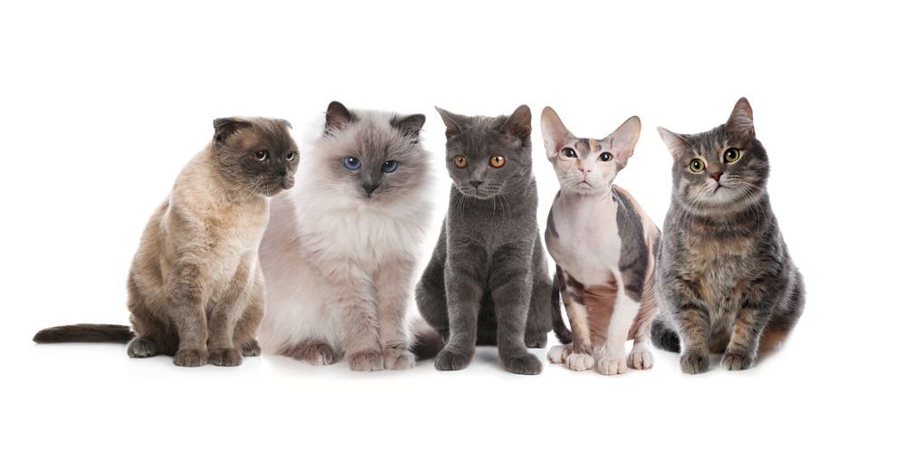 american breed cats