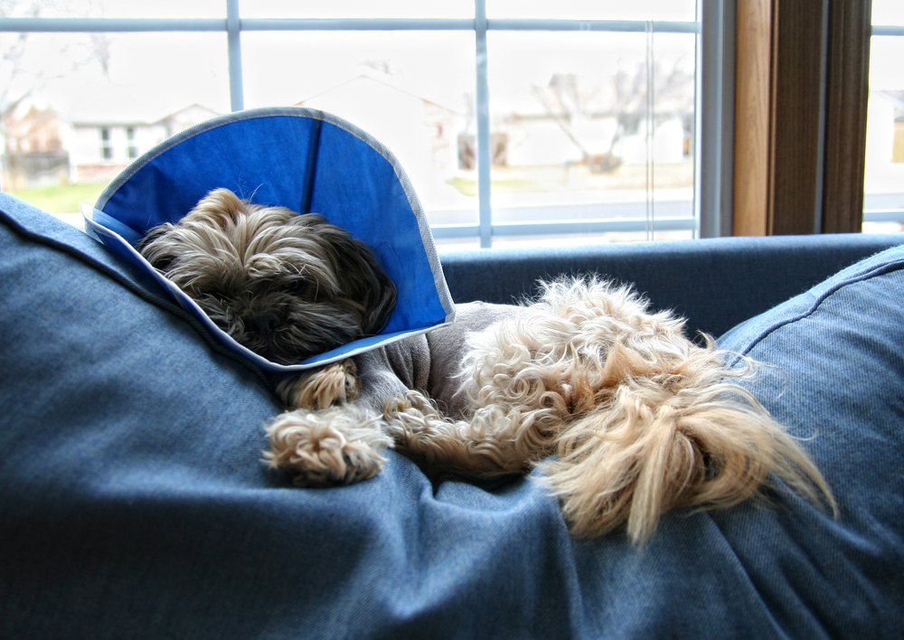 Alternative to Cone For Dog: 7 Safe Options - Fidose of Reality