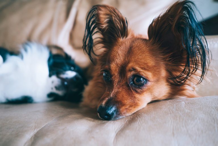 Could Dog Anxiety Medications Benefit Your Pup? - Oakland Veterinary ...