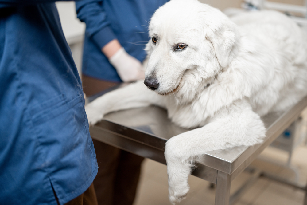 how much is a vet visit for a sick dog
