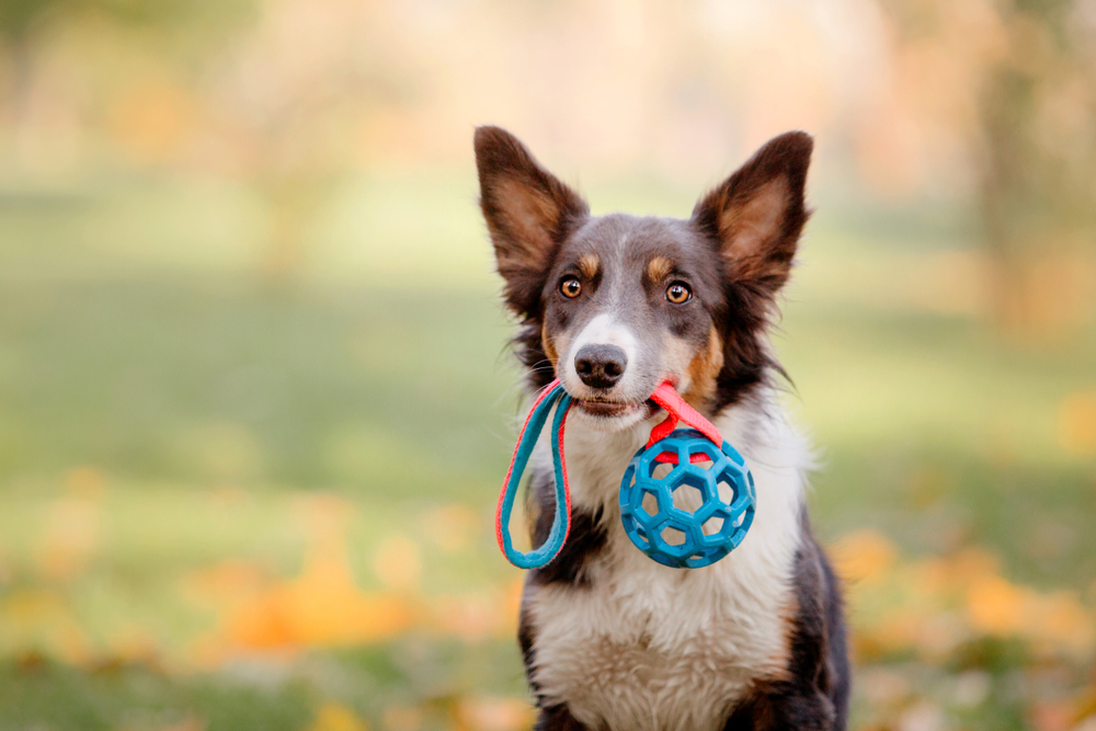 The best dog toys of 2023