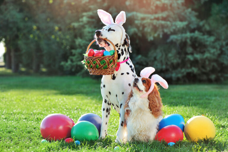 Ideas for Cat and Dog Easter Baskets - Oakland Veterinary Referral ...