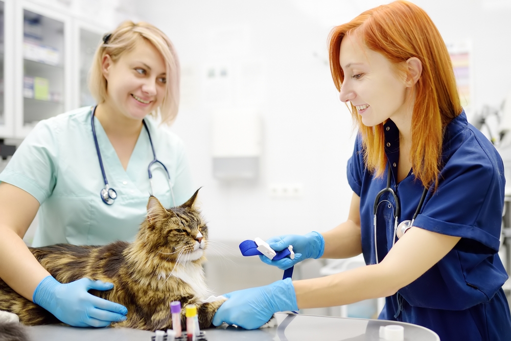 Appreciation for Vet Techs – Oakland Veterinary Referral Companies