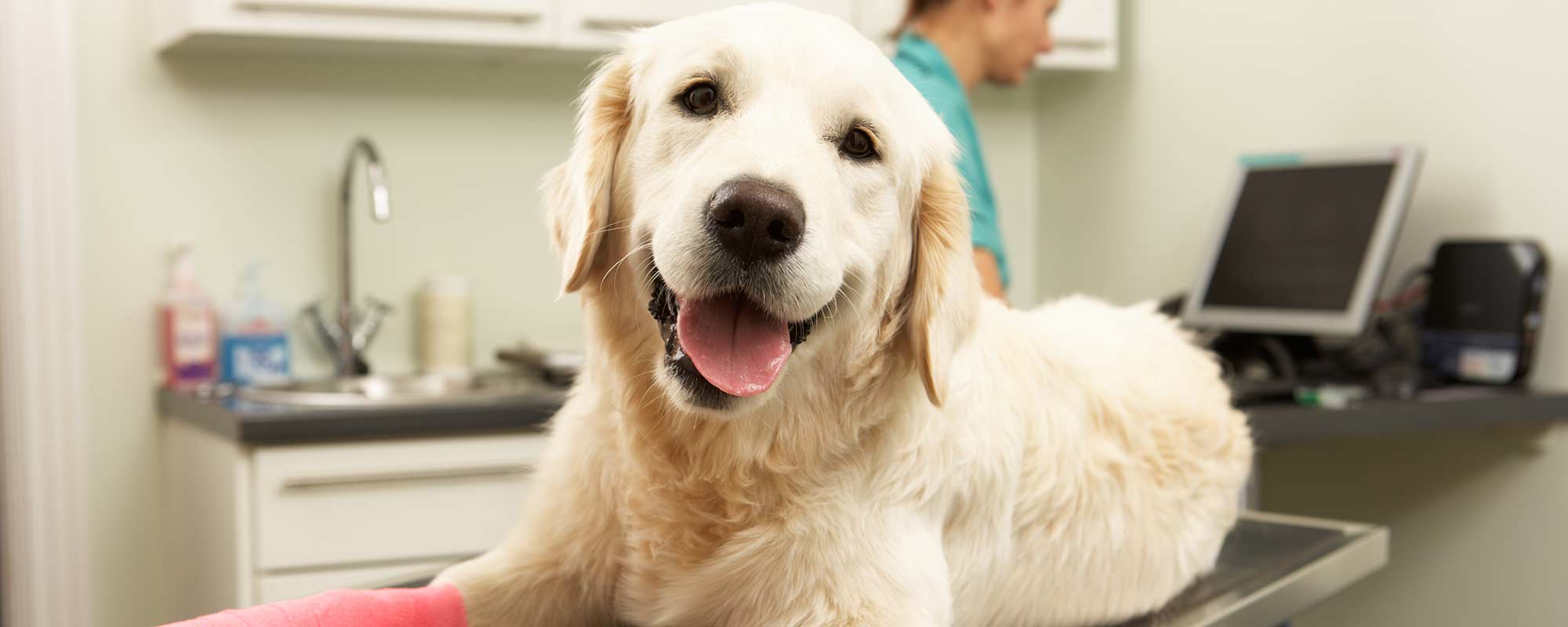 Toys for Deaf and Blind Dogs  Oakland Veterinary Referral Services